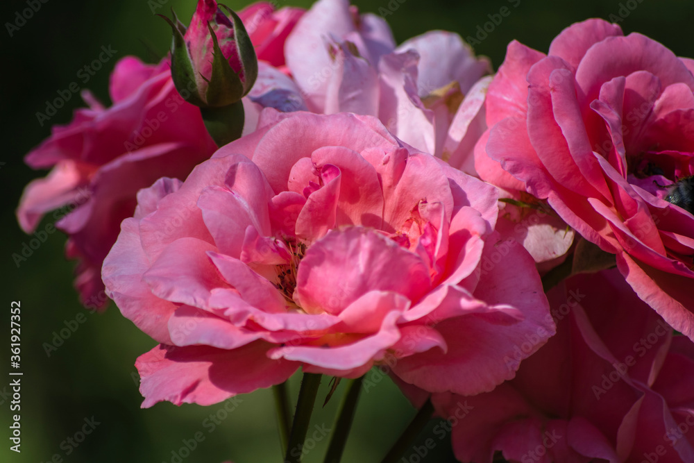 Blooming bush of pink roses. Summer flowering. Close-up.