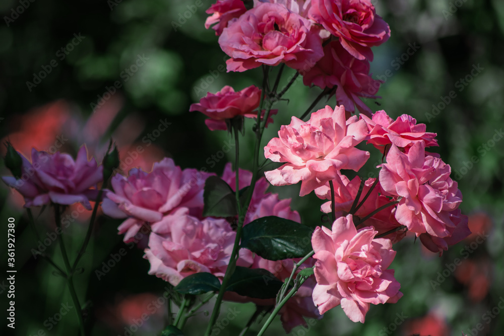 Blooming bush of pink roses. Close-up. Blooming bush of pink roses. Close-up.