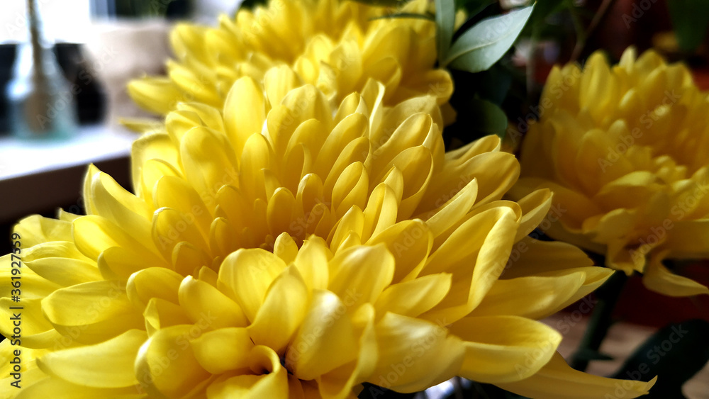 yellow chrysanthemums on the table yellow chrysanthemums on the table