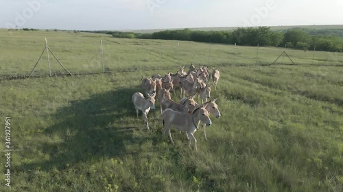 Aerial view on the herd of kulans walk near the fence. Rewilding Europe in Ukraine released herd of Asiatic wild ass (Equus hemionus kulan) for acclimatization in quarantine zone of Tarutino stepe photo