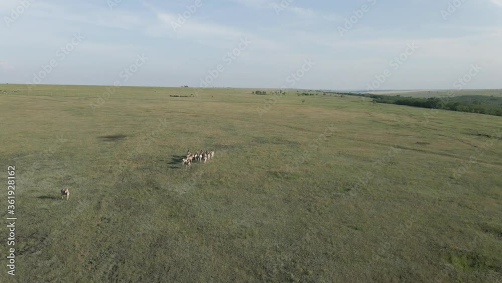 Aerial view on the herd of kulans walking in the stepe. Rewilding Europe in Ukraine released herd of Asiatic wild ass (Equus hemionus kulan) for acclimatization in quarantine zone of Tarutino steppe Aerial view on the herd of kulans walking in the stepe. Rewilding Europe in Ukraine released herd of Asiatic wild ass (Equus hemionus kulan) for acclimatization in quarantine zone of Tarutino steppe