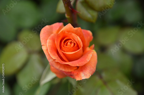 blooming orange rose in the garden close up