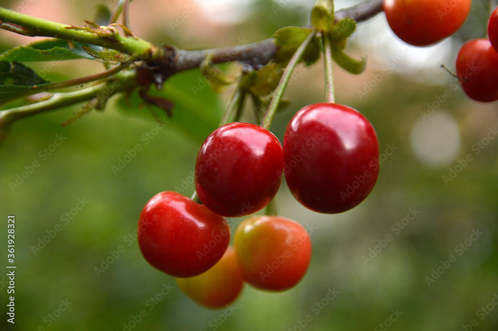 branch of ripe cherries close up branch of ripe cherries close up