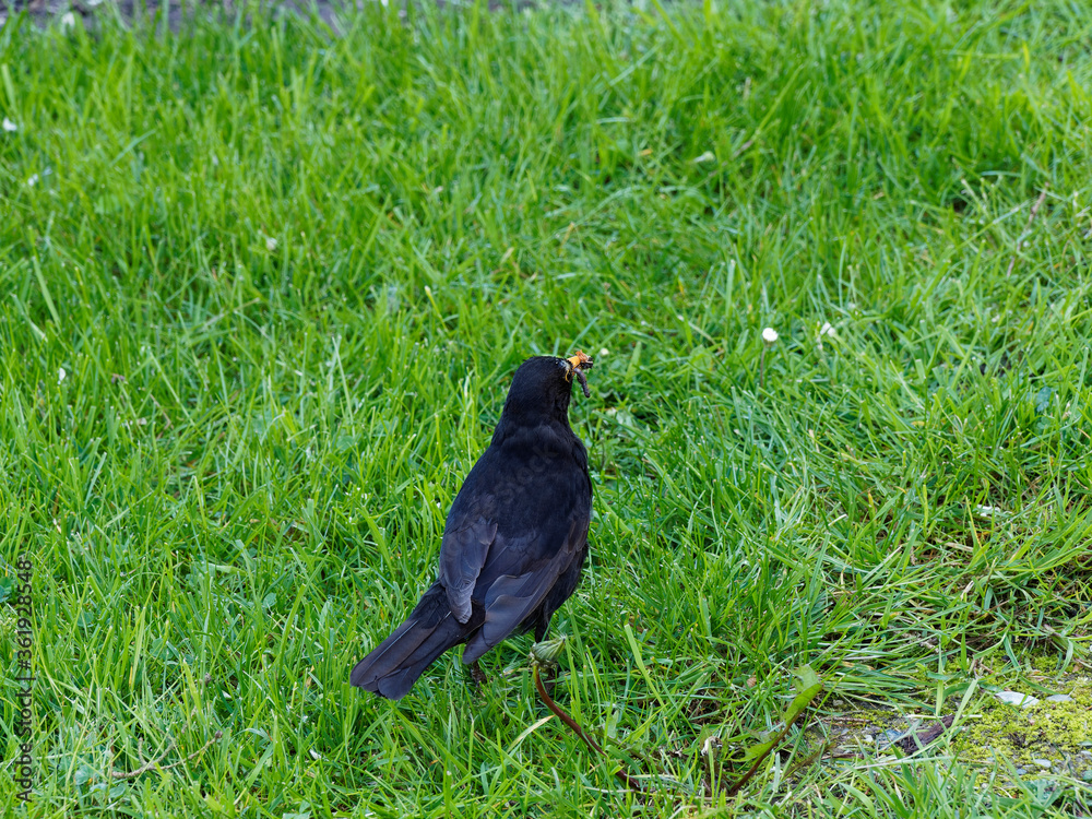 (Turdus merula) Un merle noir sautillant dans l'herbe la tête penchée à l'affût de petits vers (Turdus merula) Un merle noir sautillant dans l'herbe la tête penchée à l'affût de petits vers