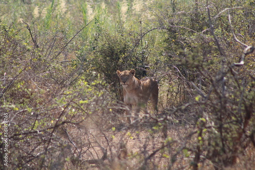 lioness in the grass photo