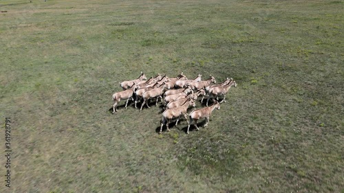 Aerial view on the herd of kulans goes in the stepe. Rewilding Europe in Ukraine released herd of Asiatic wild ass (Equus hemionus kulan) for acclimatization in quarantine zone of Tarutino steppe photo