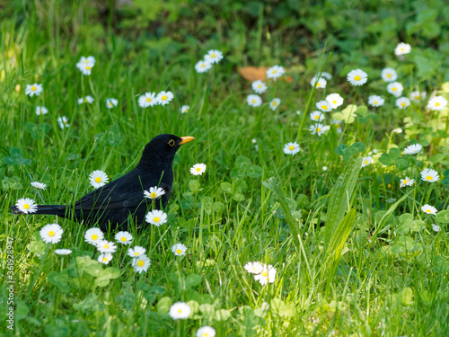 (Turdus merula) Un merle noir sautillant dans l'herbe la tête penchée à l'affût de petits vers photo