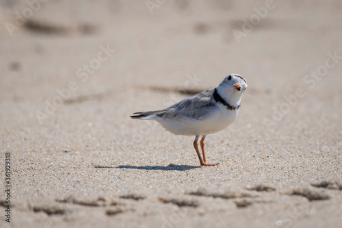 super curious piping plover