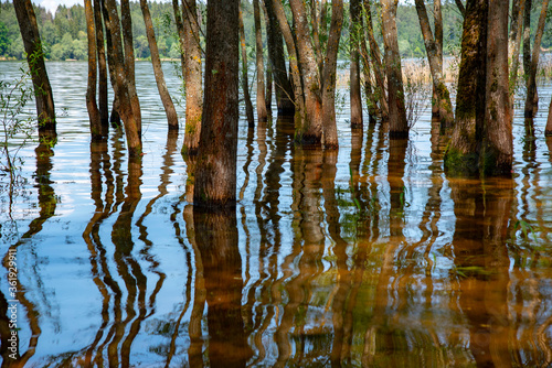 Abstract natural background. Willows grow out of water. Tree trunks are reflected in the water.
