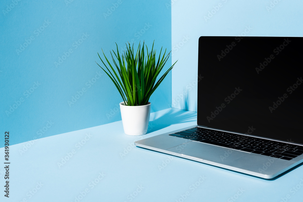 modern laptop with green plant on blue background modern laptop with green plant on blue background