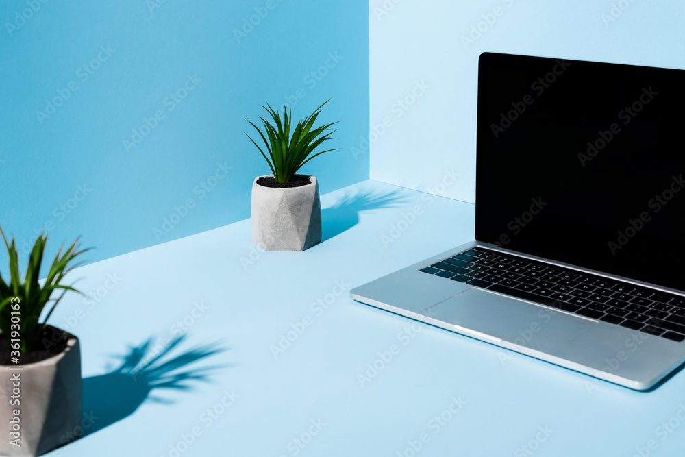 selective focus of modern laptop near green plants on blue background selective focus of modern laptop near green plants on blue background