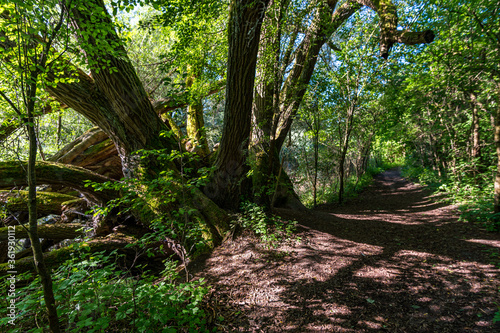 Premium hiking trail Seegang on Lake Constance © mindscapephotos