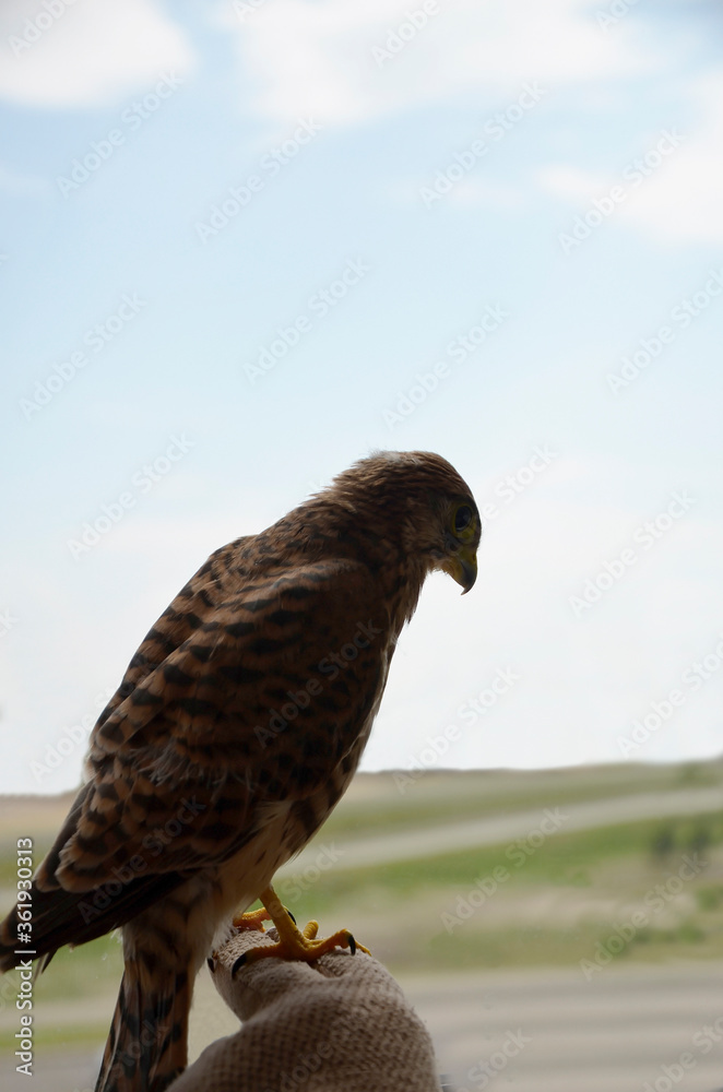 A Falcon against a blue sky. Side view. The Kestrel looks away. Bird of prey. Little Falcon. Chick. A Falcon against a blue sky. Side view. The Kestrel looks away. Bird of prey. Little Falcon. Chick.