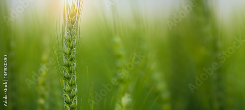 Green wheat close up. Green background with wheat. Copy space for text or description.