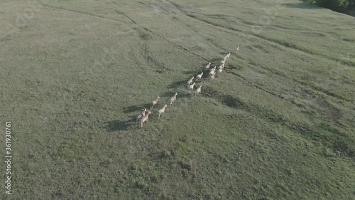 Aerial view on the herd of kulans runs in the stepe. Rewilding Europe in Ukraine released herd of Asiatic wild ass (Equus hemionus kulan) for acclimatization in quarantine zone of Tarutino steppe photo