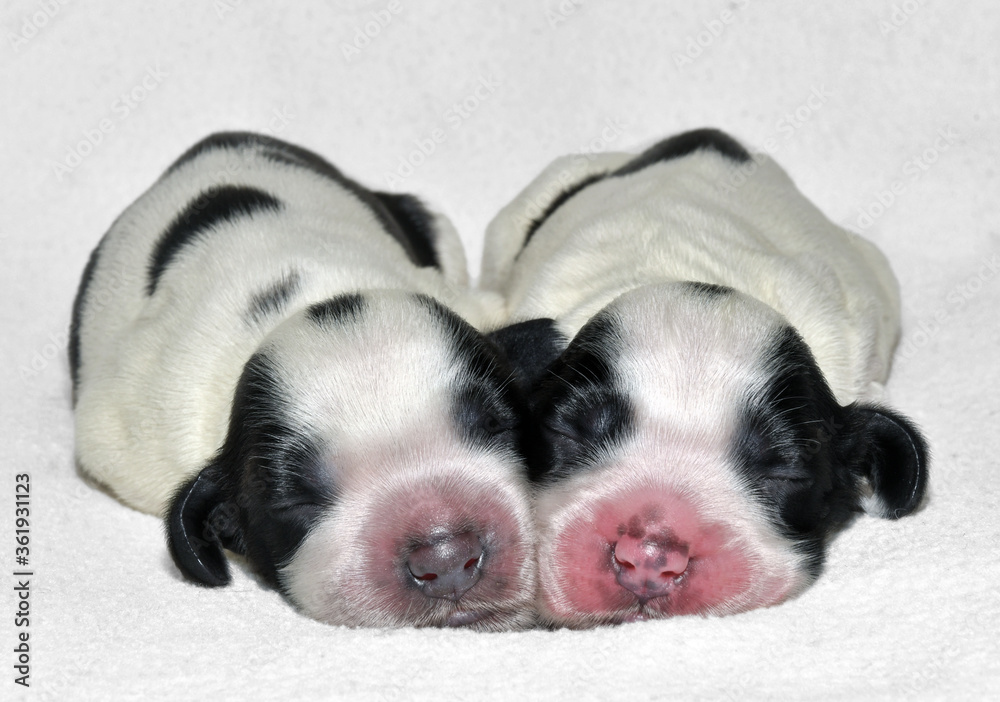 Two newborn English Cocker Spaniel puppies with closed eyes