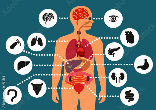 simulation of human internal organ icon set
