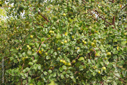 jujubes fruits on the tree branch