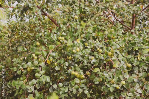 jujubes fruits on the tree branch with vintage background