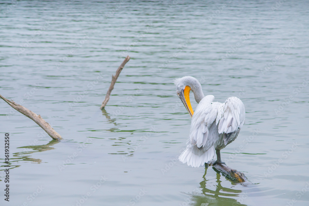 Fototapeta premium A pelican standing on a stick floating in a lake.
