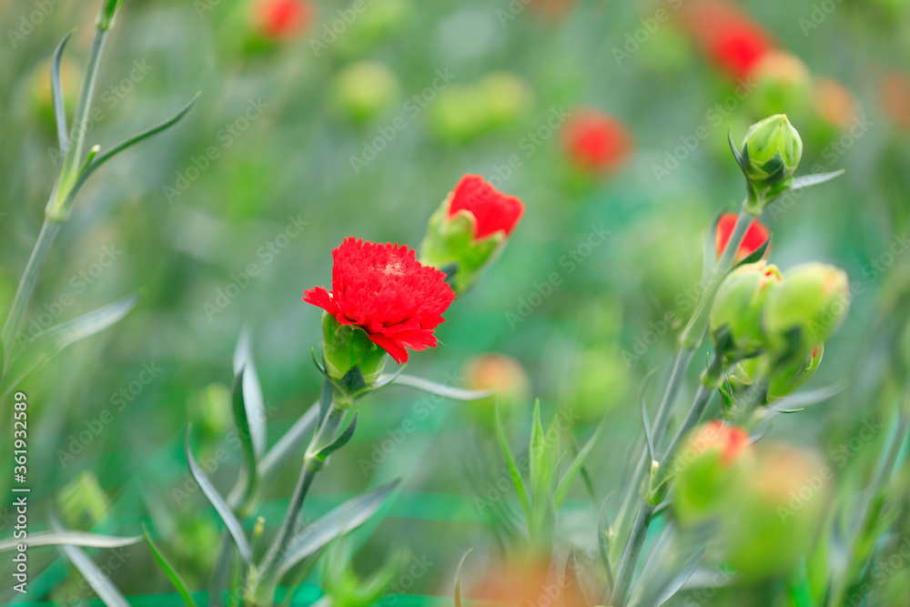 Obraz premium Carnations are in the greenhouse