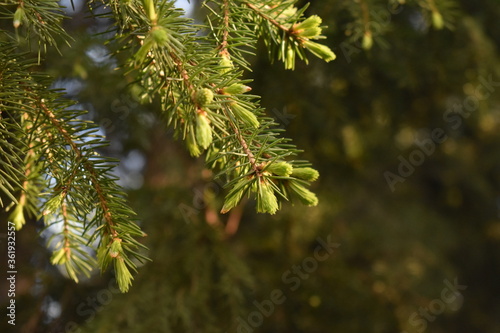 Green fir on a sunny day