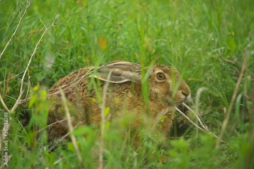 European hare - Lepus europaeus in the grass