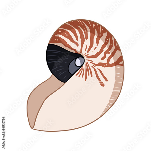 Nautilus shell colorful doodle isolated on white background vector illustration. Hand drawn sea shell image