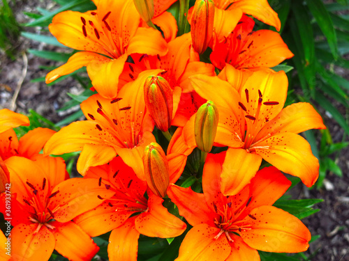 orange Lily blooms beautifully in a flower bed in the garden
