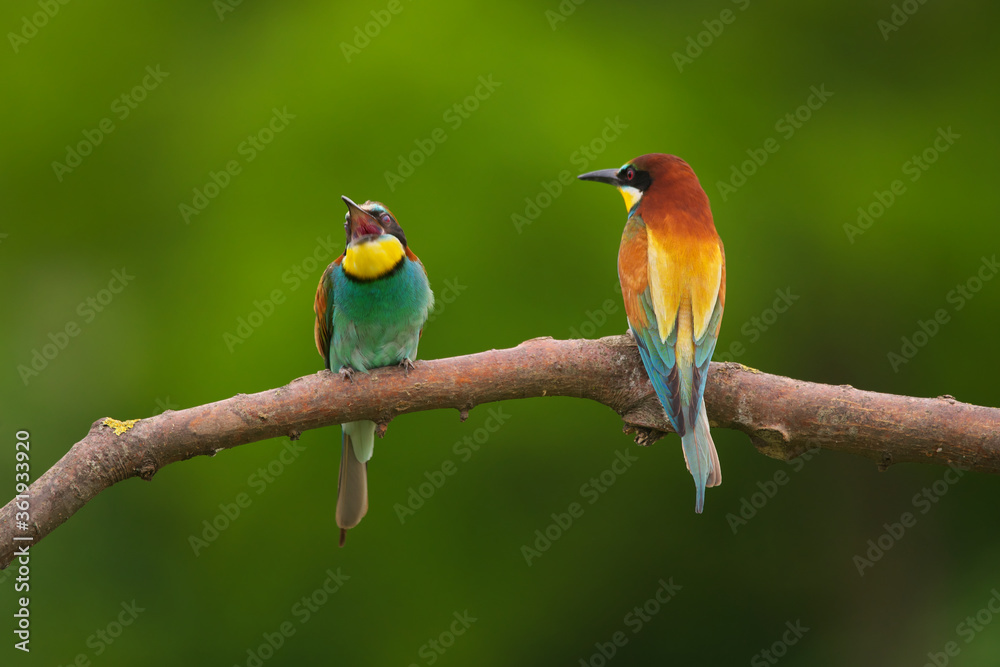 European Bee-Eater - Merops Apiaster on a branch , exotic colorful migratory bird European Bee-Eater - Merops Apiaster on a branch , exotic colorful migratory bird