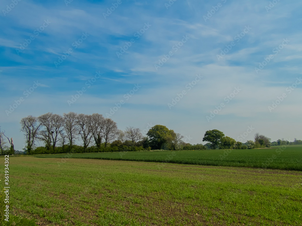 An ancient hedgerow in the Suffolk countryside, UK An ancient hedgerow in the Suffolk countryside, UK