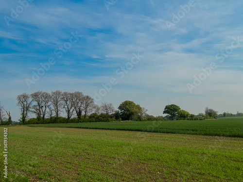 An ancient hedgerow in the Suffolk countryside  UK