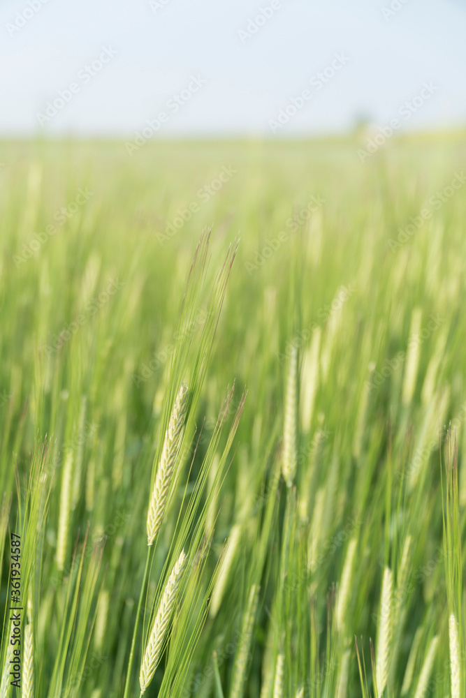 blurred background with green wheat field blurred background with green wheat field
