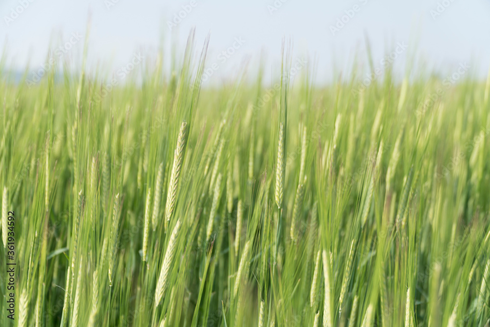 blurred background with green wheat field blurred background with green wheat field