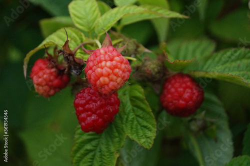 ripe raspberries in the garden