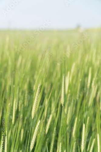 blurred background with green wheat field