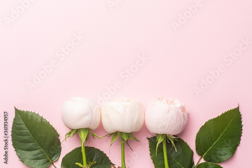 White roses on pastel pink background with copyspace
