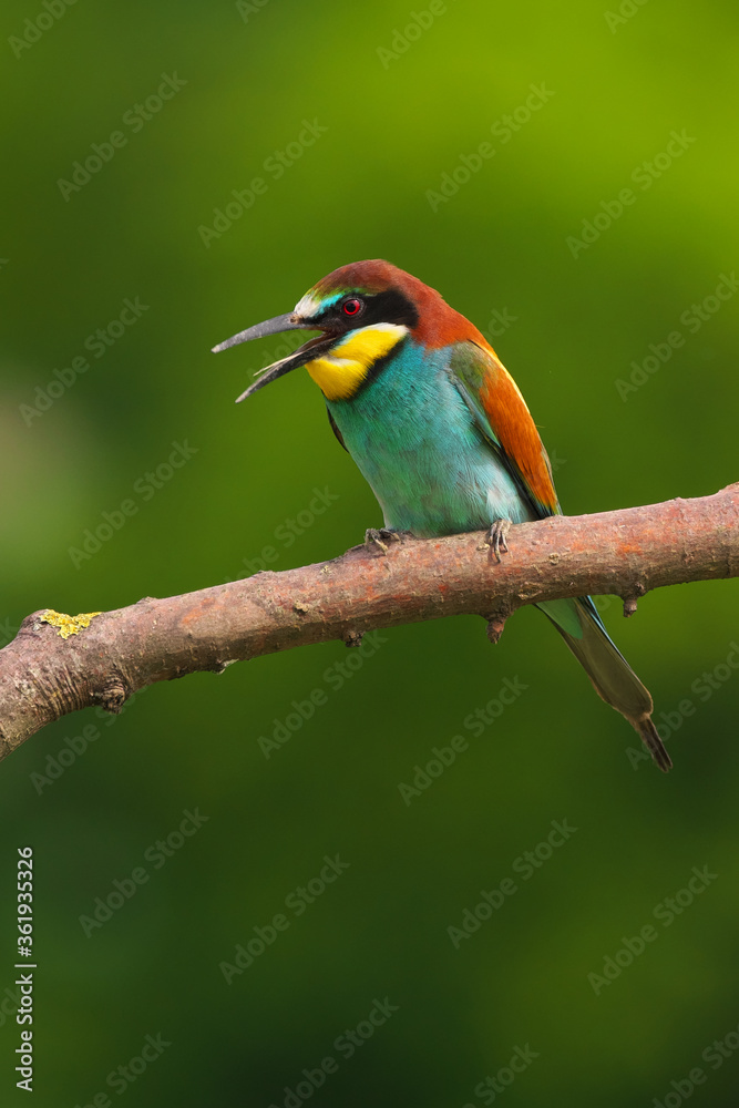 Obraz premium European Bee-Eater - Merops Apiaster on a branch , exotic colorful migratory bird