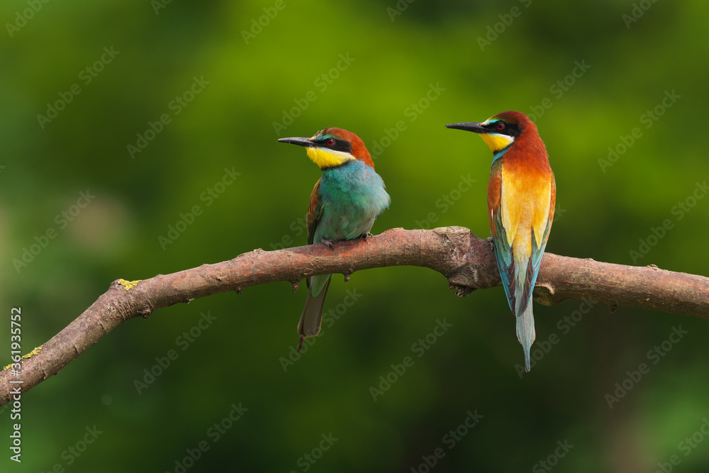 Fototapeta premium European Bee-Eater - Merops Apiaster on a branch , exotic colorful migratory bird
