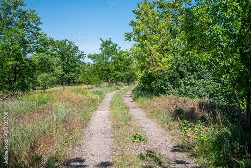 A dirt road wags among wild trees and overgrown under clear blue sky