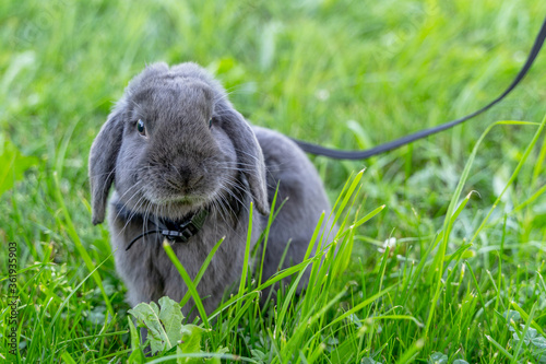 The portrait of a purebred smoky-gray domestic rabbit on a leash in bright green grass. Post card.