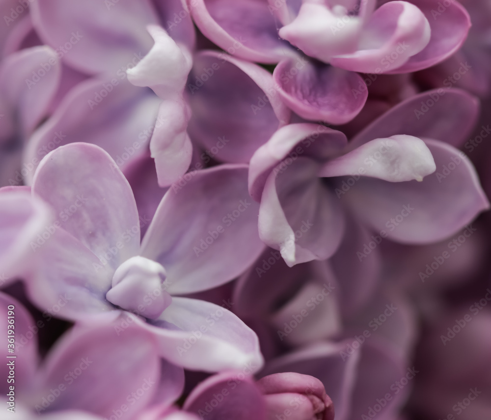 Blooming branch of purple terry Lilac in spring Blooming branch of purple terry Lilac in spring