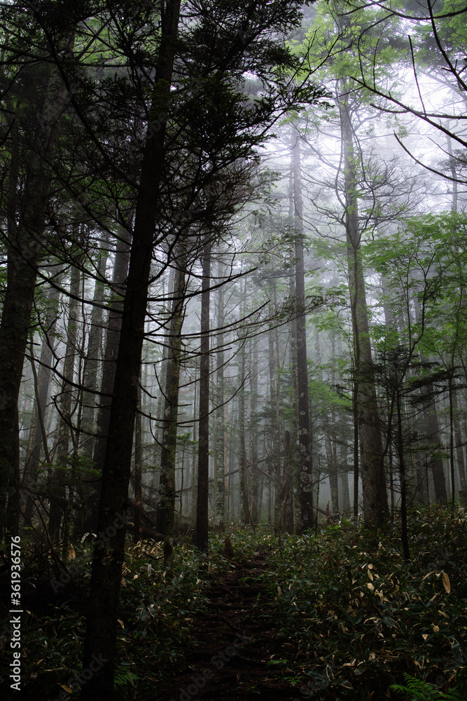 Obraz premium 霧の森