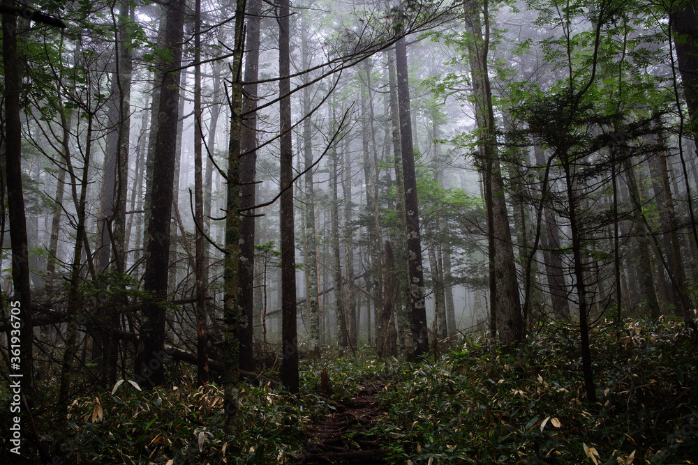 Naklejka premium 霧の森