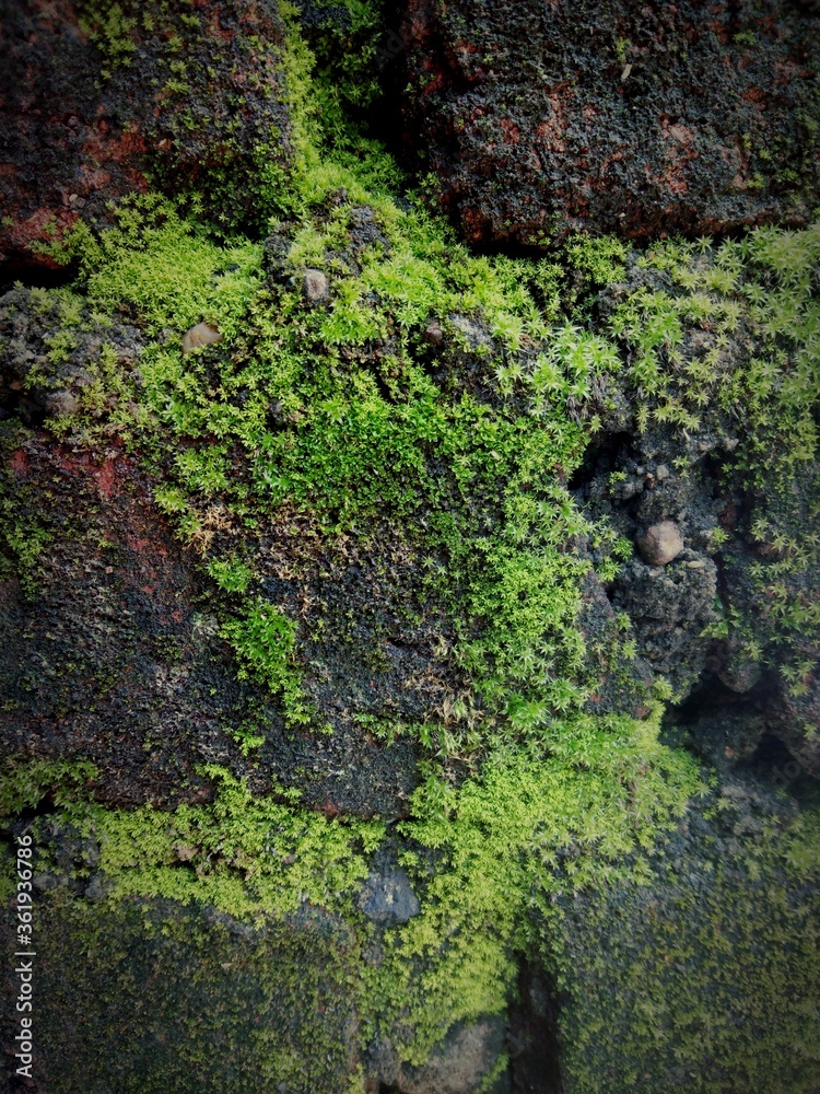 moss on the rock moss on the rock