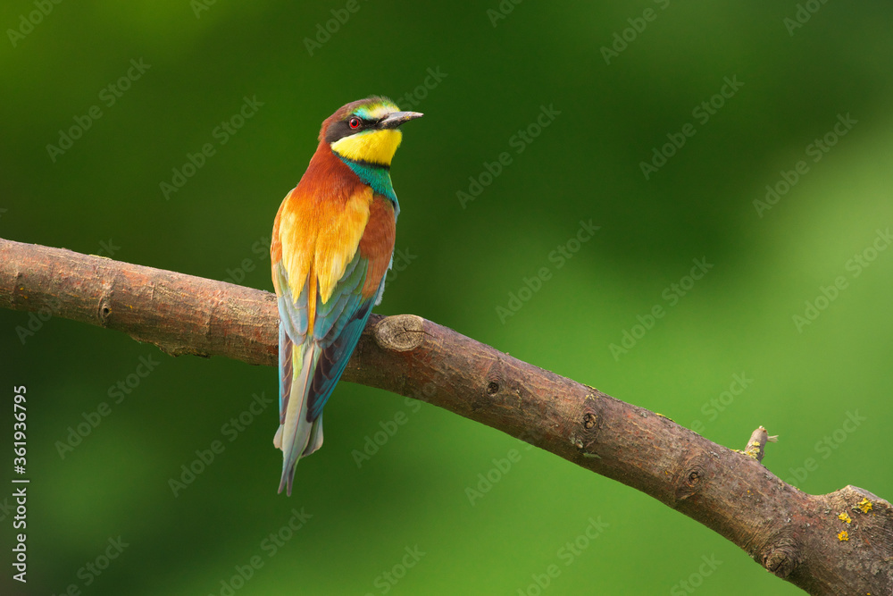Obraz premium European Bee-Eater - Merops Apiaster on a branch , exotic colorful migratory bird