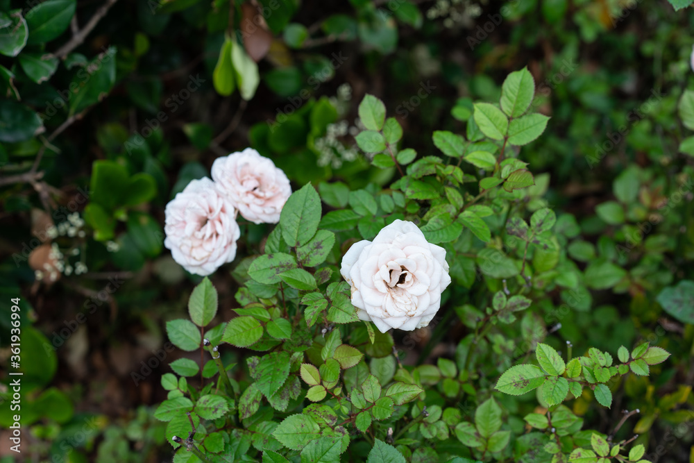 Close shot of white roses with green leaves. Close shot of white roses with green leaves.