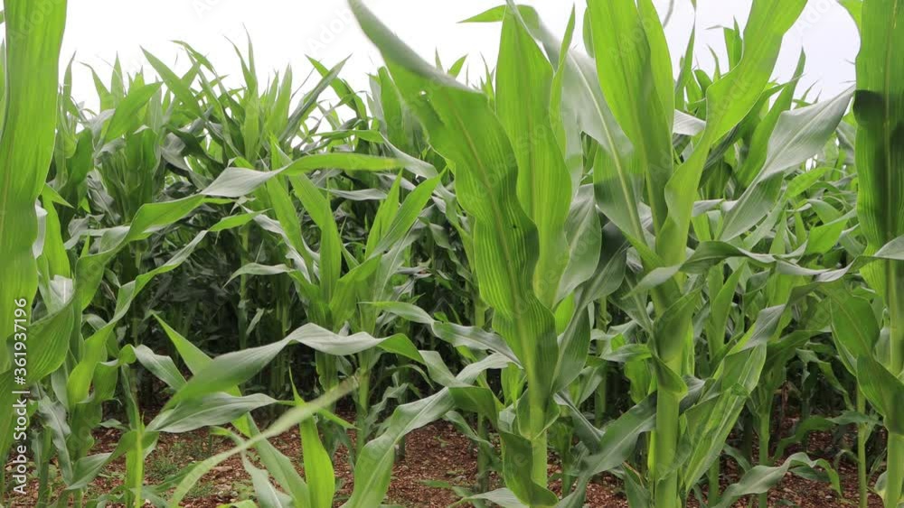 Green corn plants growing in the field in northern Italy. Agricultural lanscape on springtime Green corn plants growing in the field in northern Italy. Agricultural lanscape on springtime