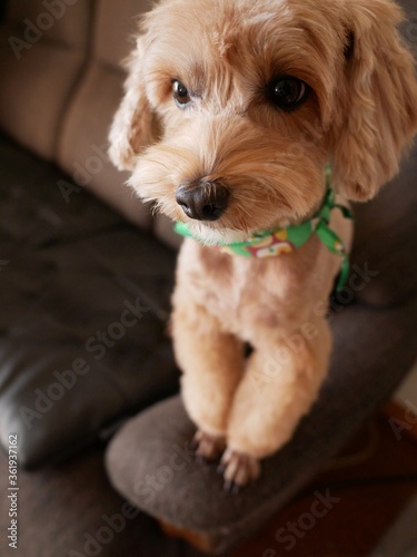 ソファーから飼い主遠くをみつめる甘えん坊のアプリコットの小型犬【マルプー】 © nozomin