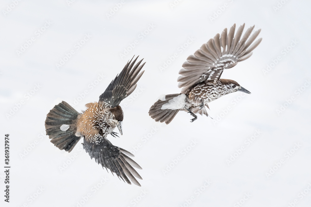 Nutcracker in flight on snow (Nucifraga caryocatactes)